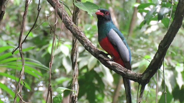 Slaty-tailed Trogon (Massena) - ML200789991