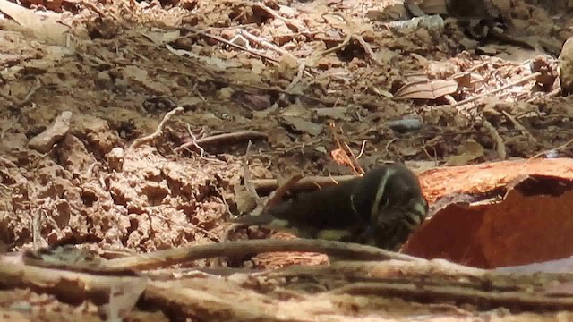 Northern Waterthrush - ML200790211