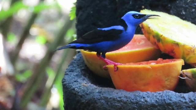 Red-legged Honeycreeper - ML200790221