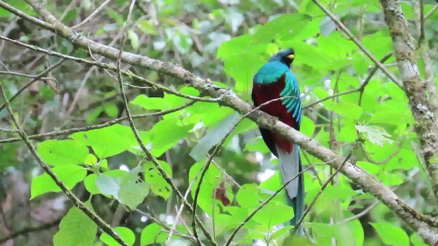 Resplendent Quetzal (Costa Rican) - ML200790241