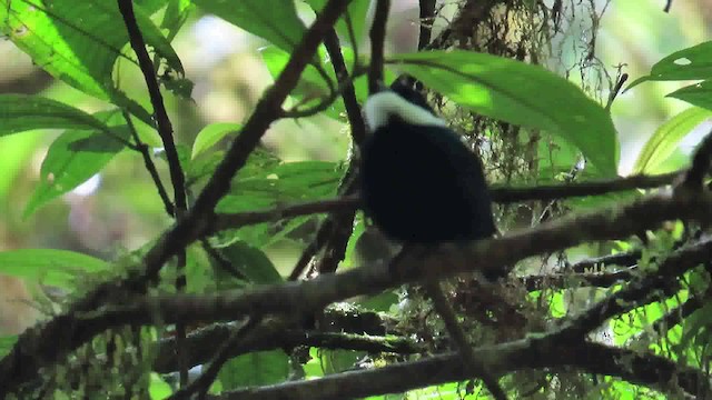 White-ruffed Manakin - ML200790321