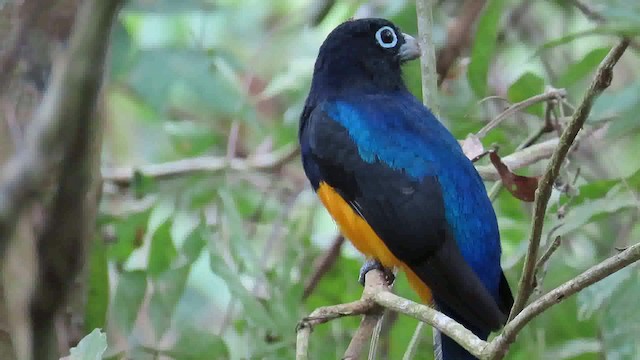 Trogon de Sclater - ML200790331