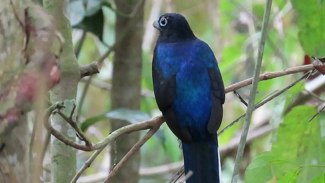 Trogon de Sclater - ML200790341