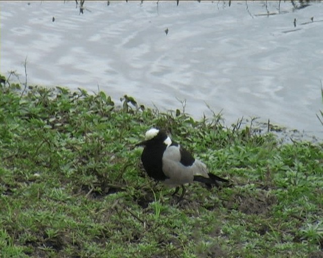 Blacksmith Lapwing - ML200790431