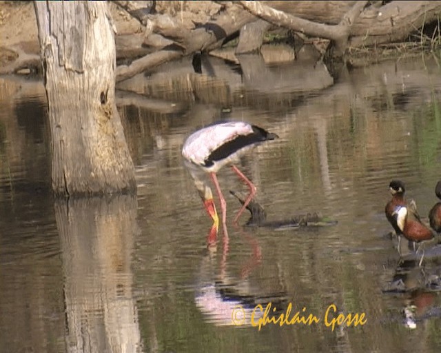 Yellow-billed Stork - ML200790481