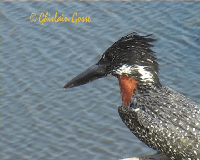 Giant Kingfisher - ML200790501