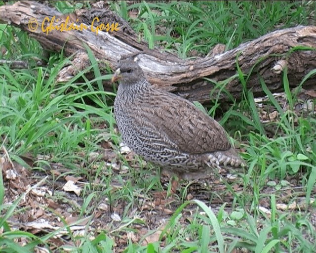 Natal Spurfowl - ML200790511