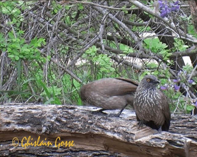 Arrow-marked Babbler - ML200790621