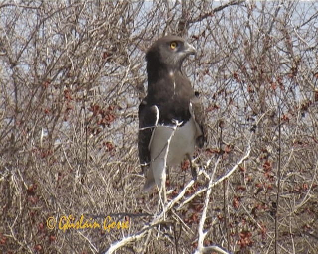 Schwarzbrust-Schlangenadler - ML200790651