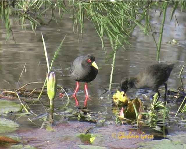 Black Crake - ML200790661