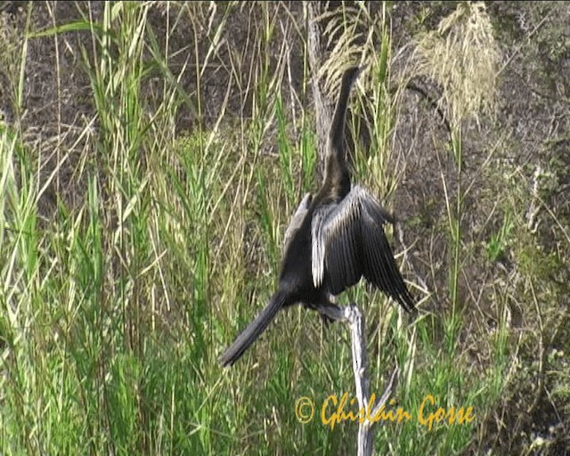 Afrika-Schlangenhalsvogel - ML200790681