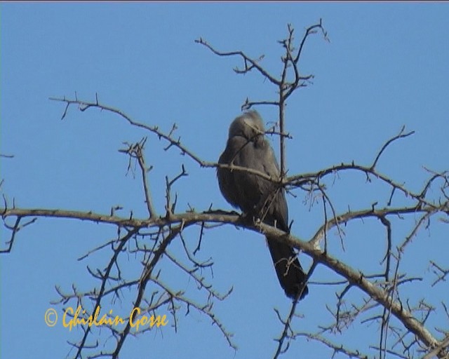 Gray Go-away-bird - ML200790791