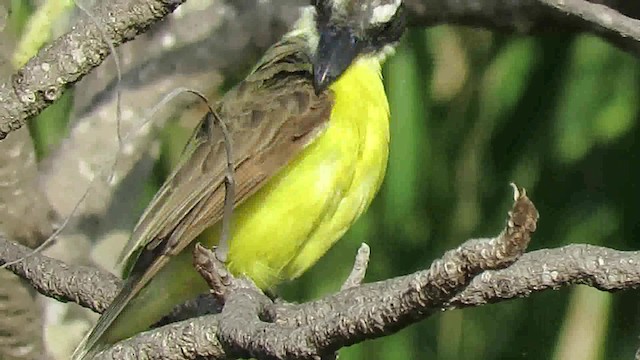 båtnebbtyrann (pitangua) - ML200790891