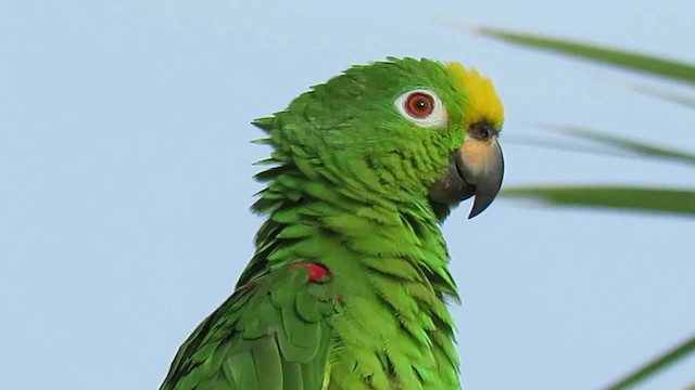 Yellow-crowned Parrot - ML200790901