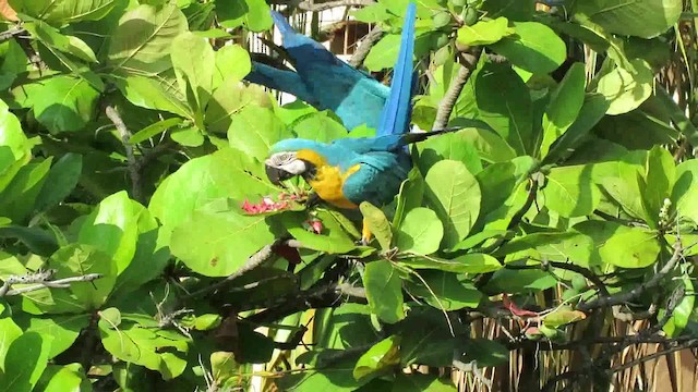 Blue-and-yellow Macaw - ML200790921