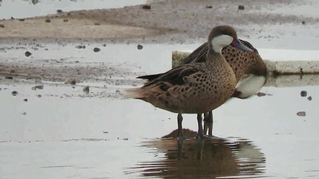 White-cheeked Pintail (White-cheeked) - ML200791001