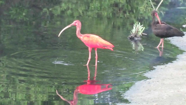 Scarlet Ibis - ML200791141