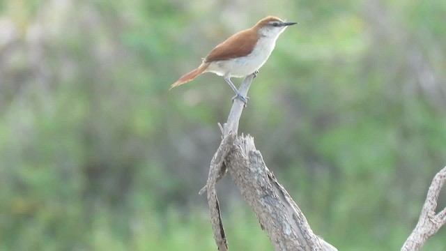 Yellow-chinned Spinetail - ML200791151