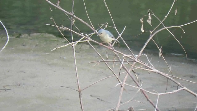 Bicolored Conebill - ML200791181
