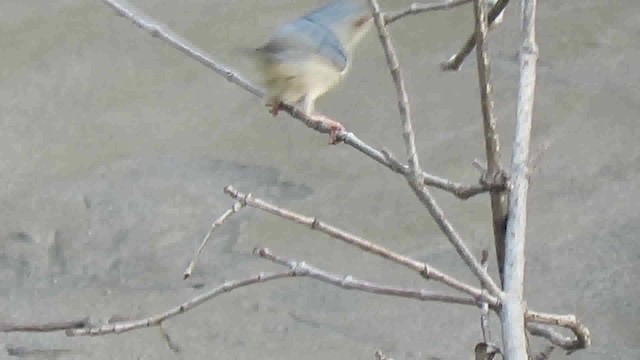 Bicolored Conebill - ML200791191