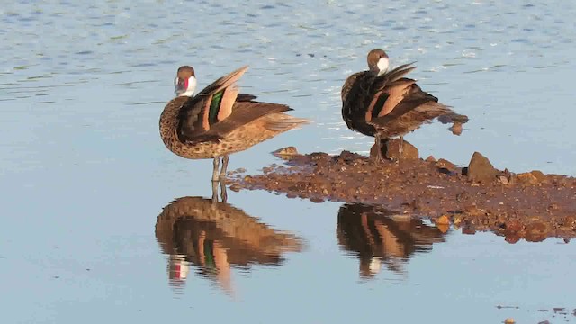 White-cheeked Pintail (White-cheeked) - ML200791271