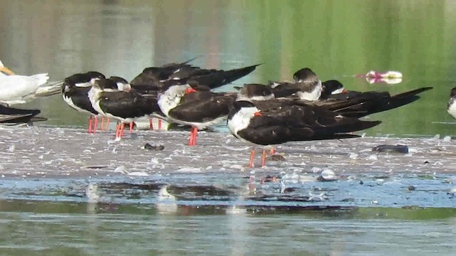 Водоріз американський (підвид cinerascens) - ML200791421