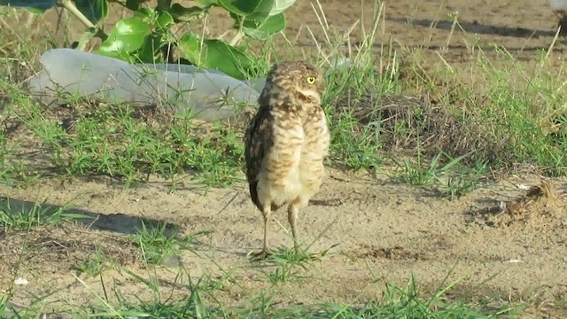 アナホリフクロウ（guadeloupensis グループ） - ML200791441