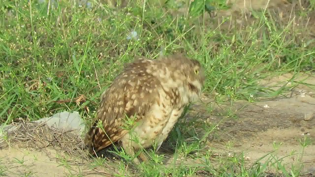 Burrowing Owl (guadeloupensis Group) - ML200791451