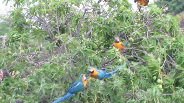 Blue-and-yellow Macaw - ML200791561