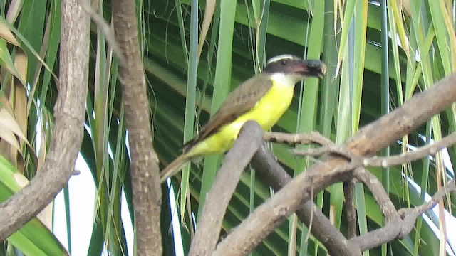 Boat-billed Flycatcher (South American) - ML200791571