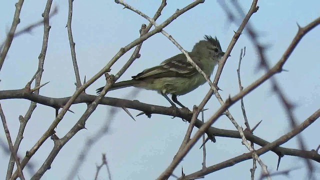 Northern Scrub-Flycatcher - ML200791611