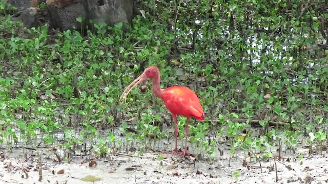 Scarlet Ibis - ML200791631