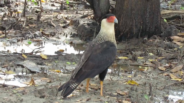 Crested Caracara (Northern) - ML200791651