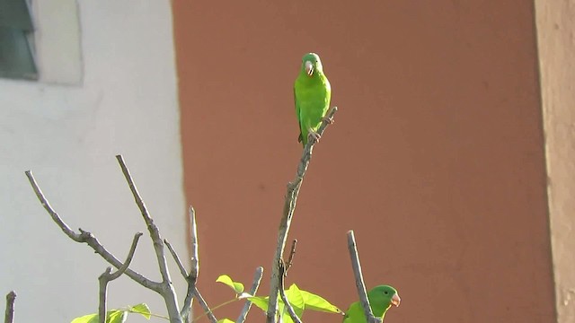 Orange-chinned Parakeet - ML200791851