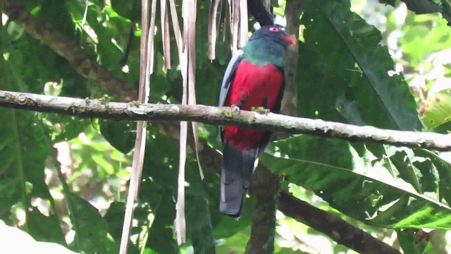 Slaty-tailed Trogon (Massena) - ML200791861