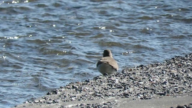 Spotted Sandpiper - ML200791871