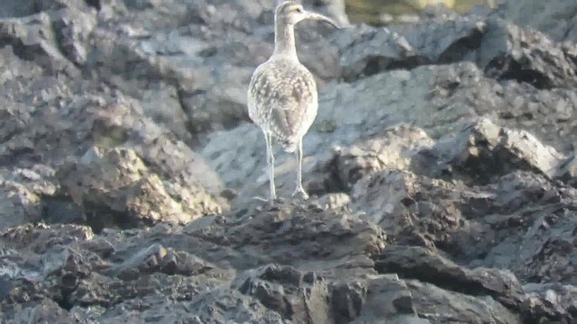 Whimbrel (Hudsonian) - ML200791891