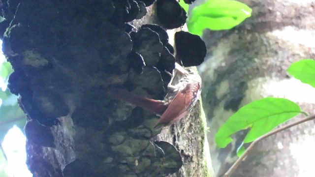 Black-striped Woodcreeper - ML200791931