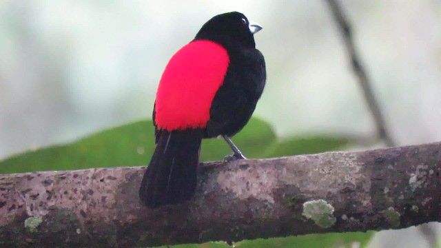 Scarlet-rumped Tanager (Cherrie's) - ML200791961