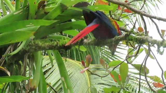 Scarlet Macaw - ML200792101