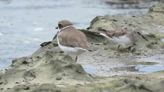 Semipalmated Plover - ML200792111