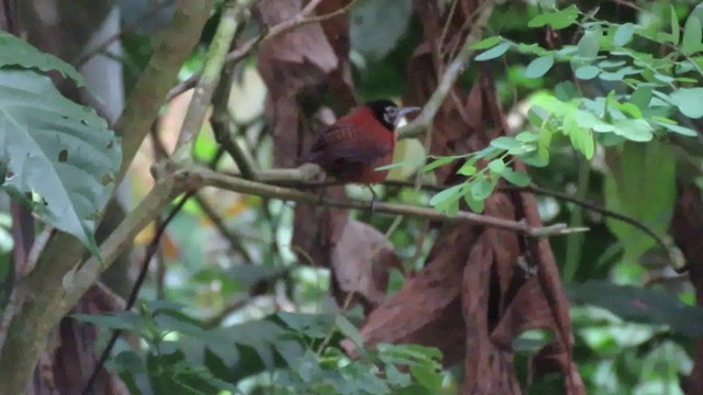 Troglodyte à calotte noire (groupe castaneus) - ML200792181