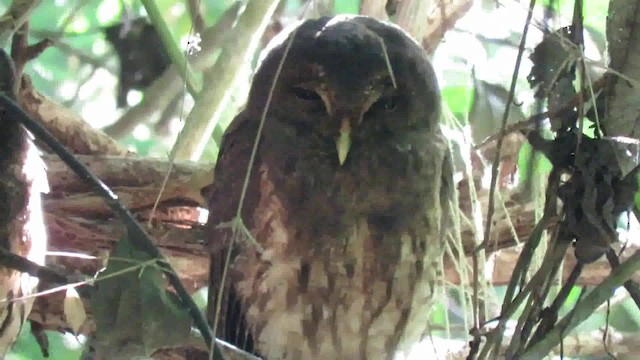 Mottled Owl (Mottled) - ML200792221