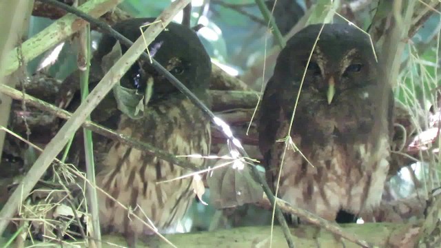 Mottled Owl (Mottled) - ML200792241
