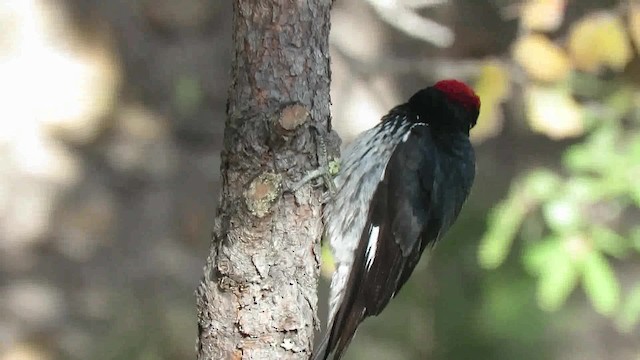 Acorn Woodpecker (Acorn) - ML200792301