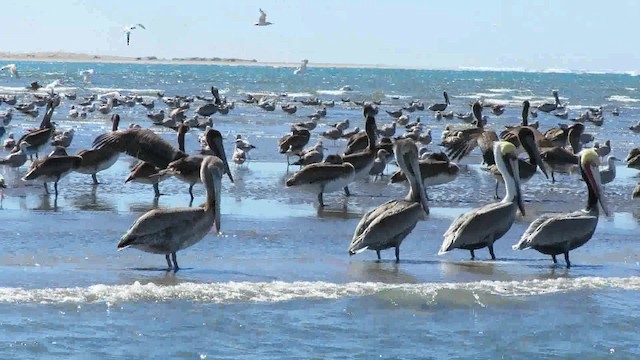 Brown Pelican (California) - ML200792371