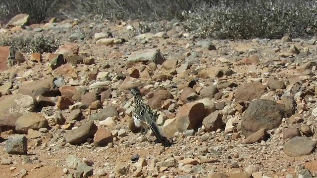 Greater Roadrunner - ML200792491