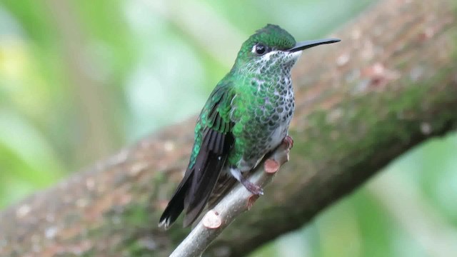 Green-crowned Brilliant - ML200792501