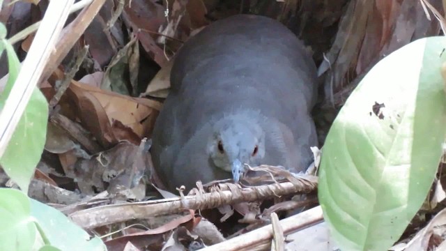 Little Tinamou - ML200792531