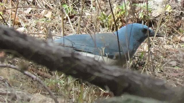 Mexican Jay (Arizona) - ML200792561